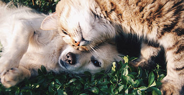 Allied Animal Health Care A Riverdale Veterinary Hospital
