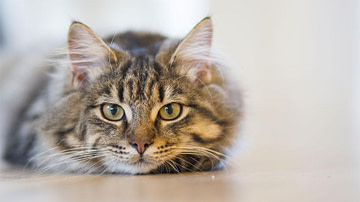 Allied Animal Health Care A Riverdale Veterinary Hospital